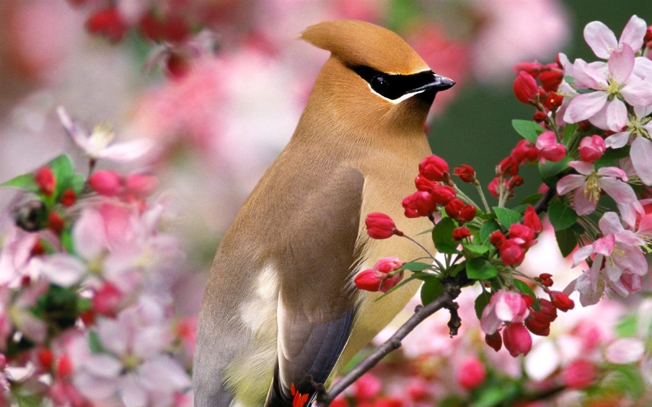 Lovely bird photo wallpaper #6 - 1280x800