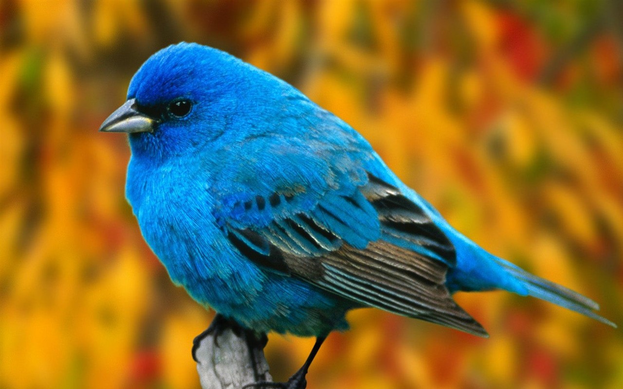 Lovely bird photo wallpaper #8 - 1280x800