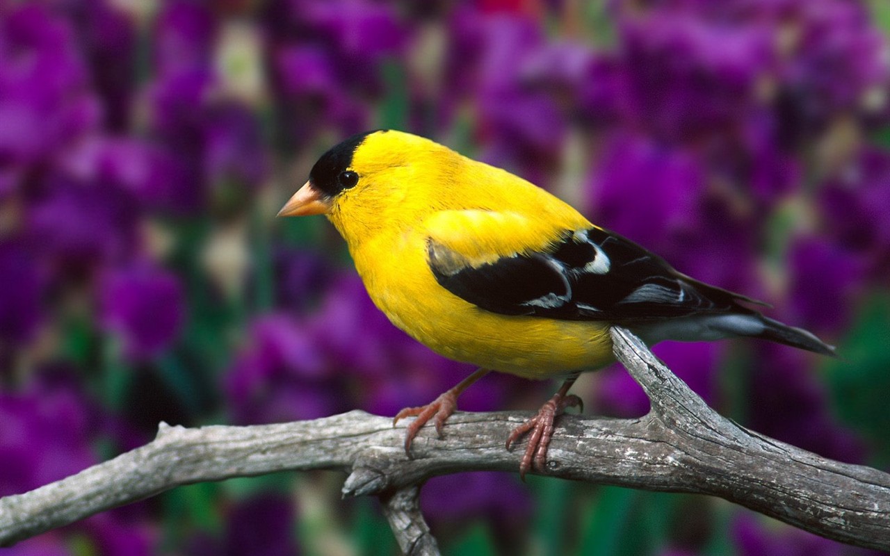 Lovely Vogel Fototapete #10 - 1280x800