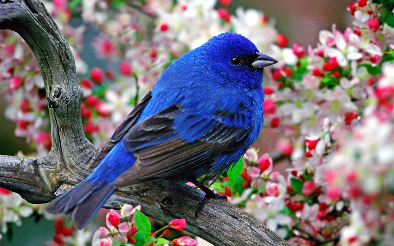 Lovely bird photo wallpaper #11 - 1280x800