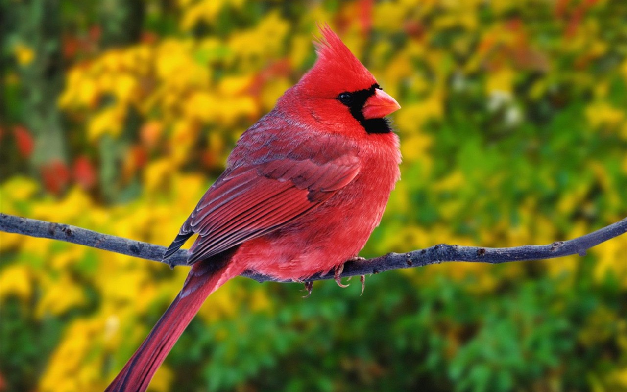 Lovely bird photo wallpaper #14 - 1280x800