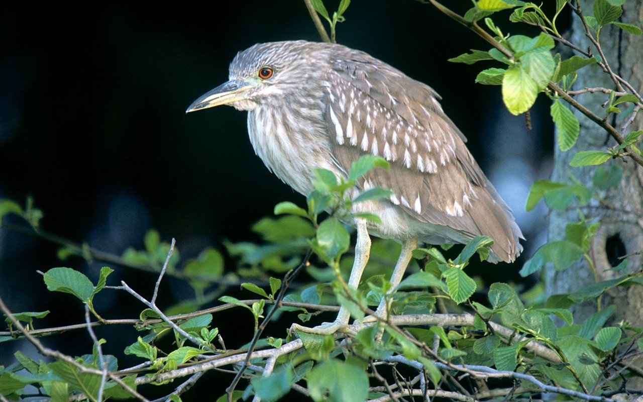 Lovely Vogel Fototapete #17 - 1280x800