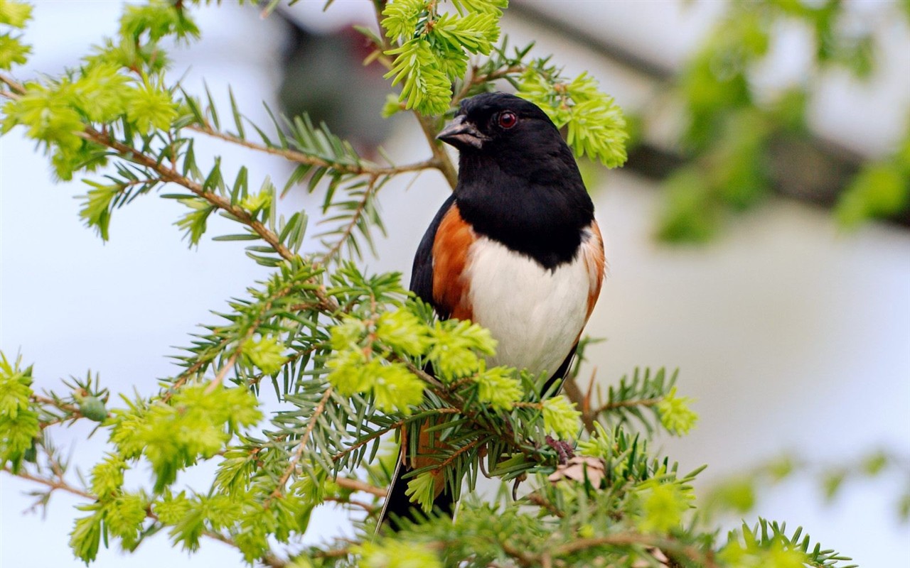 Lovely bird photo wallpaper #18 - 1280x800