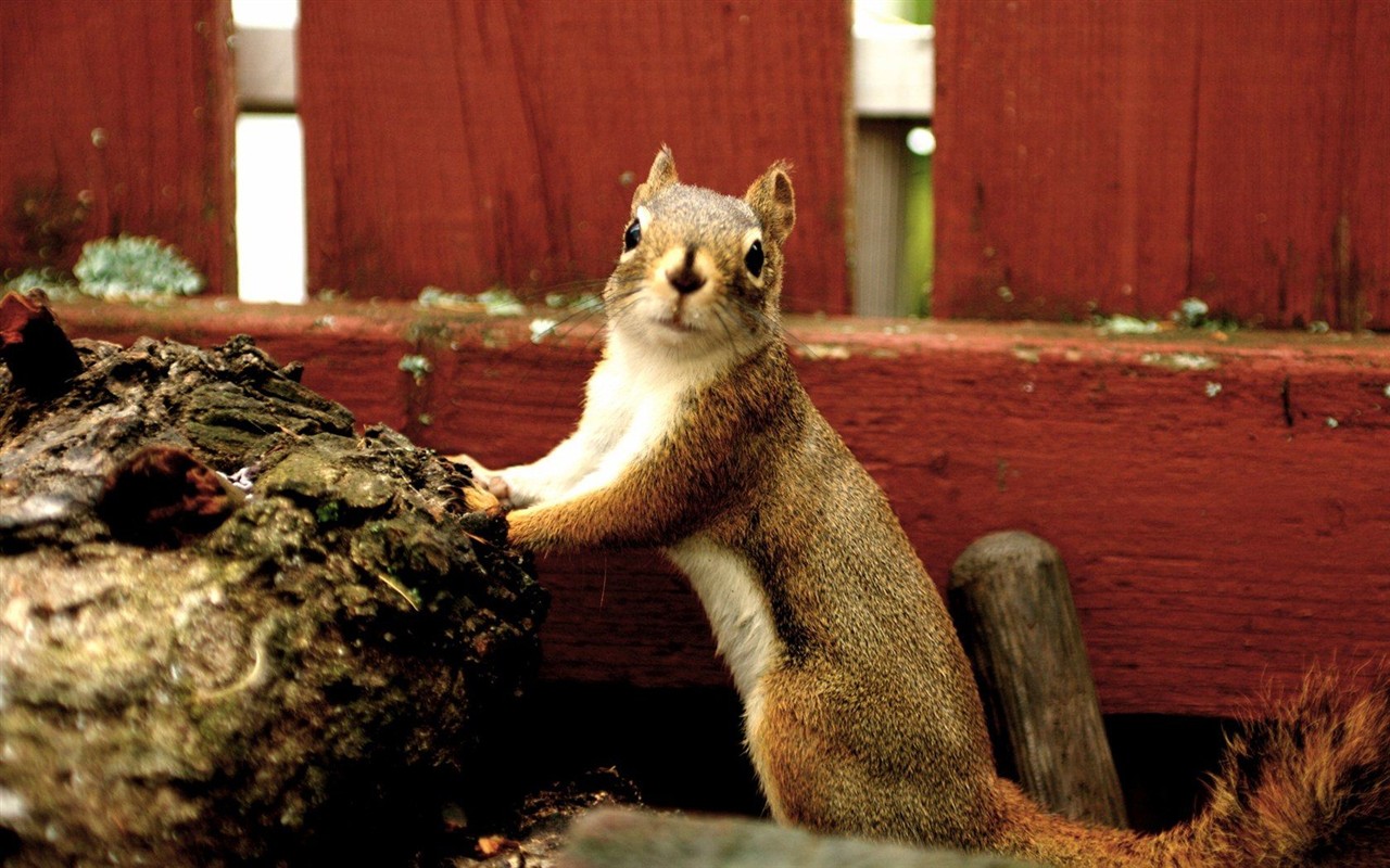 Cute chipmunk wallpaper #4 - 1280x800
