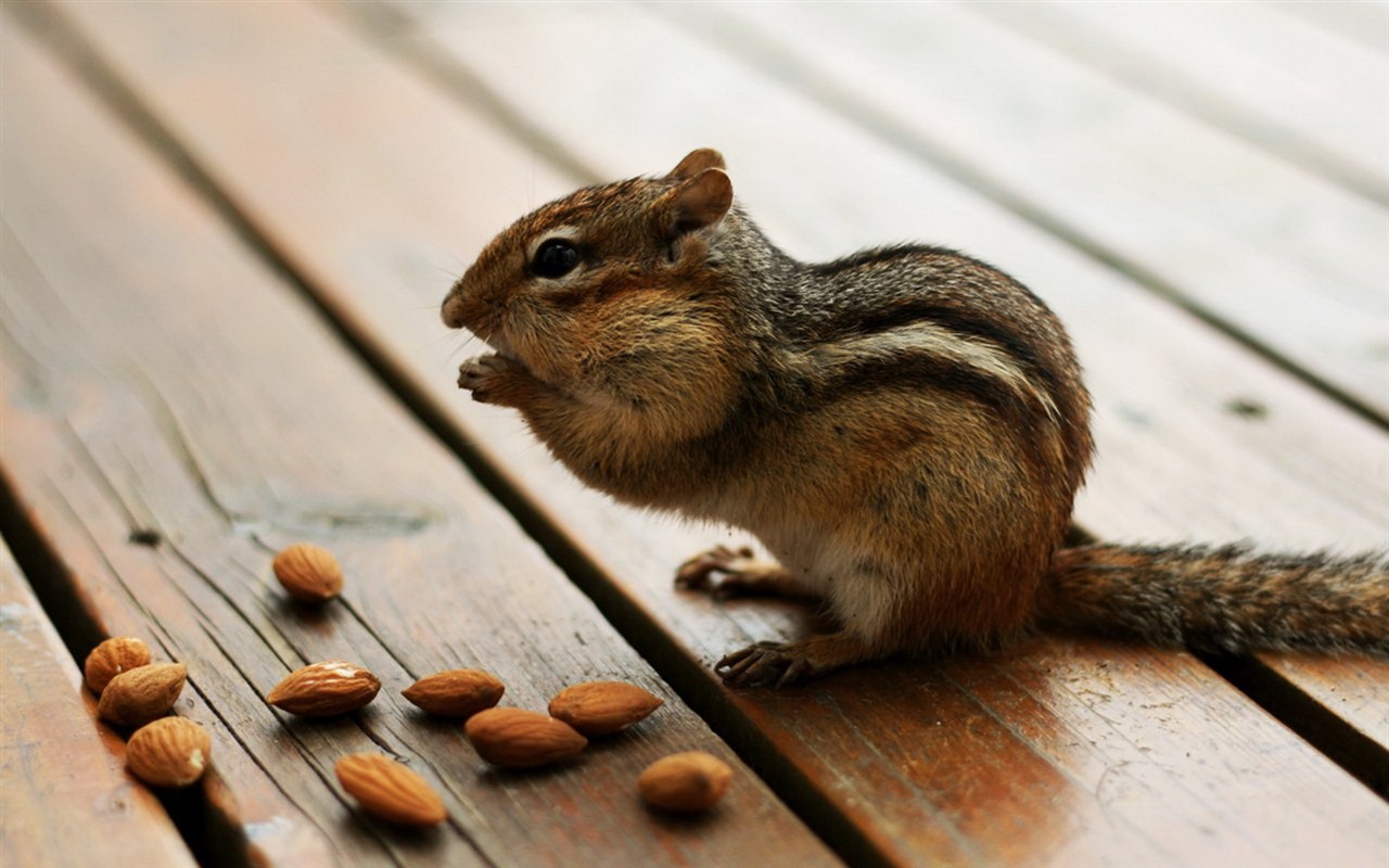 Cute chipmunk wallpaper #5 - 1280x800