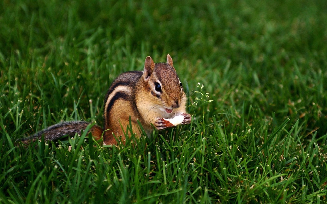 Cute Chipmunk Tapete #9 - 1280x800