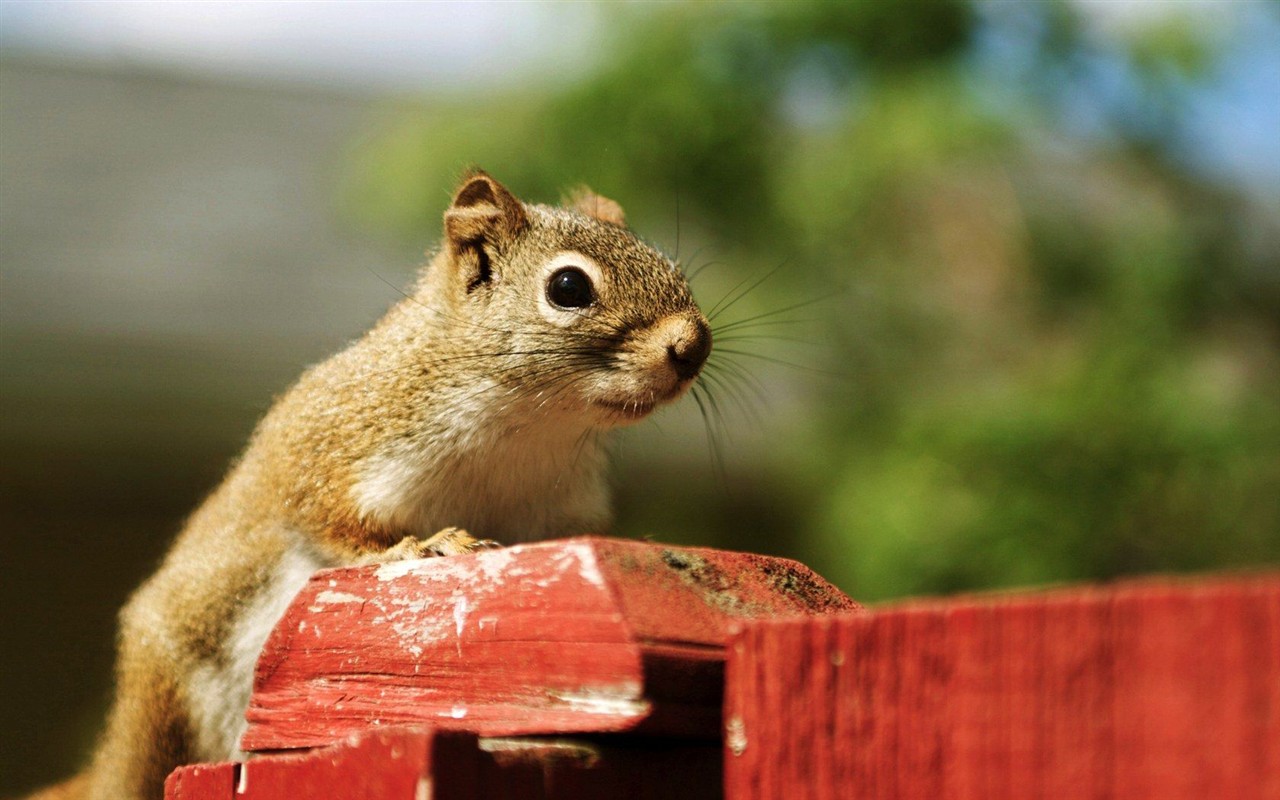 Cute chipmunk wallpaper #11 - 1280x800