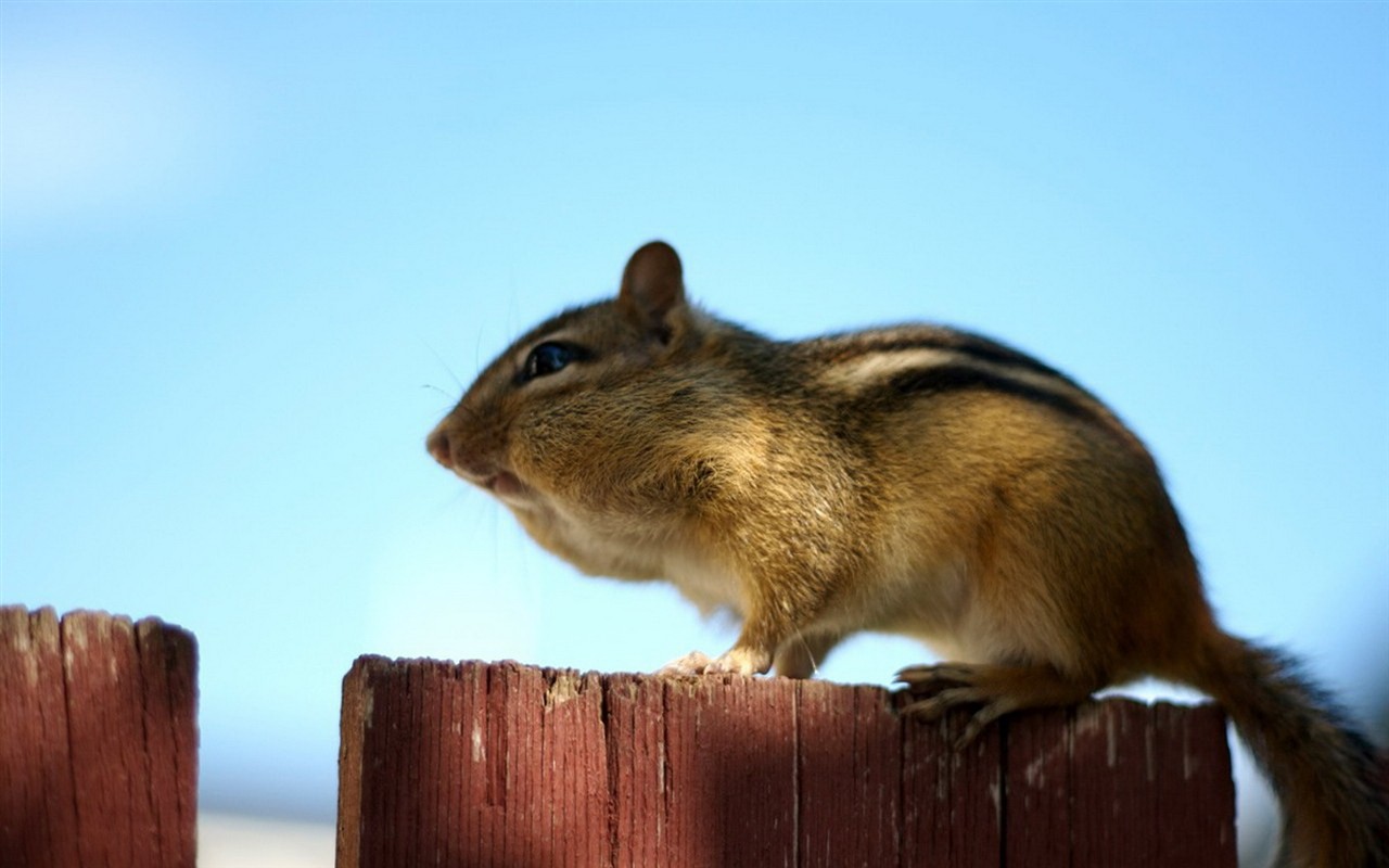 Cute Chipmunk Tapete #12 - 1280x800