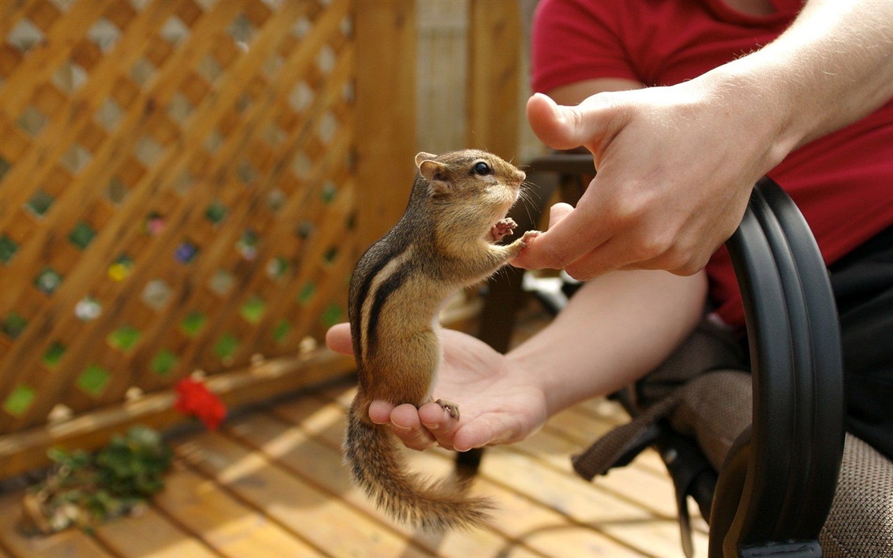 Cute Chipmunk Tapete #14 - 1280x800