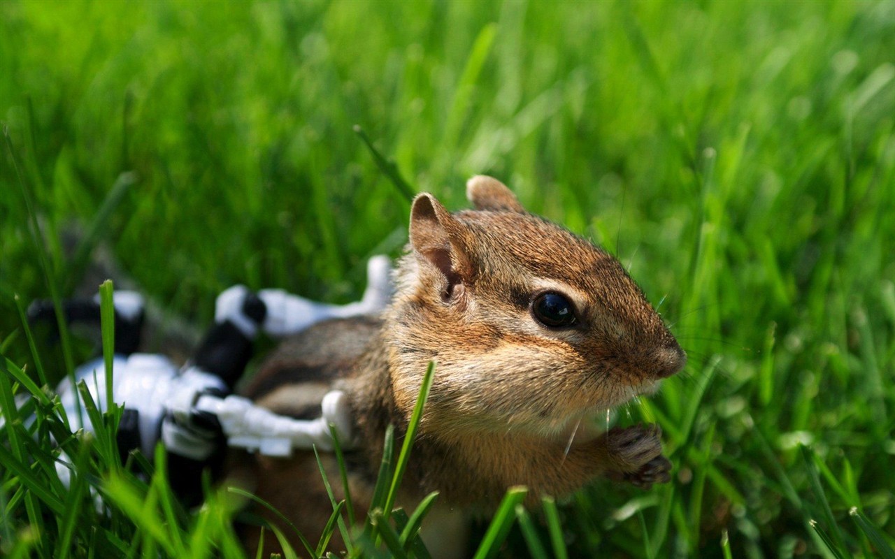 Cute chipmunk wallpaper #17 - 1280x800