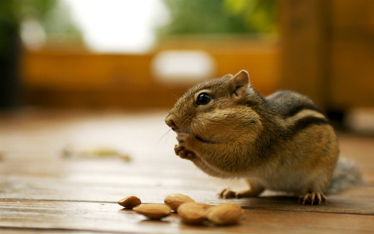 Cute Chipmunk Tapete #20 - 1280x800