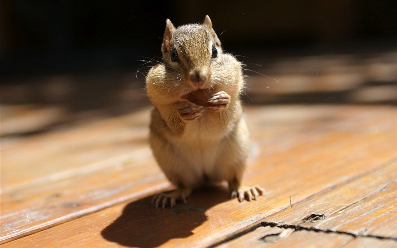 Cute chipmunk wallpaper #21 - 1280x800