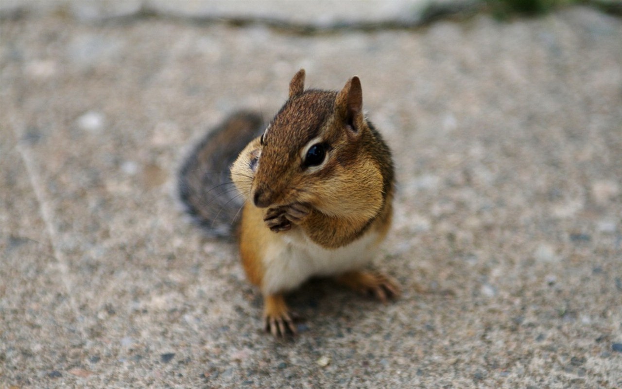 Cute chipmunk wallpaper #25 - 1280x800
