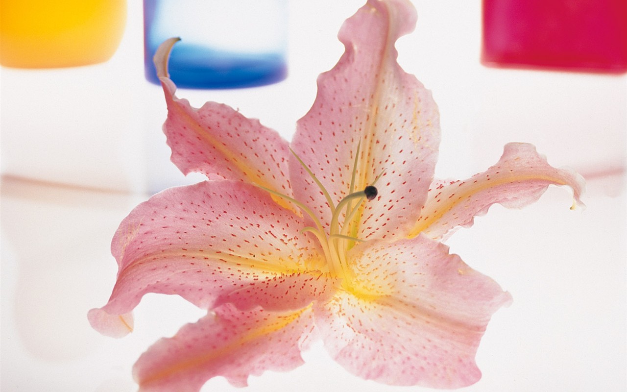 Indoor flower wallpaper (1) #16 - 1280x800
