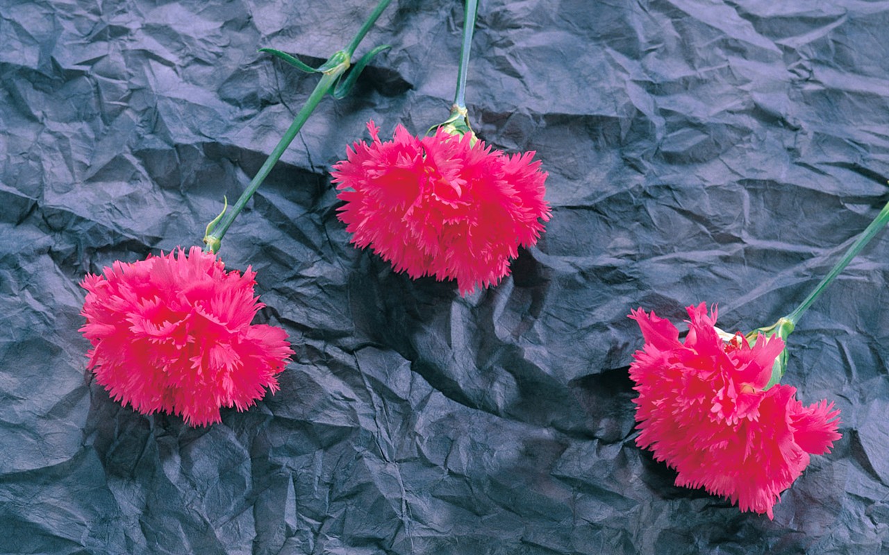 室內鮮花特輯(一) #17 - 1280x800