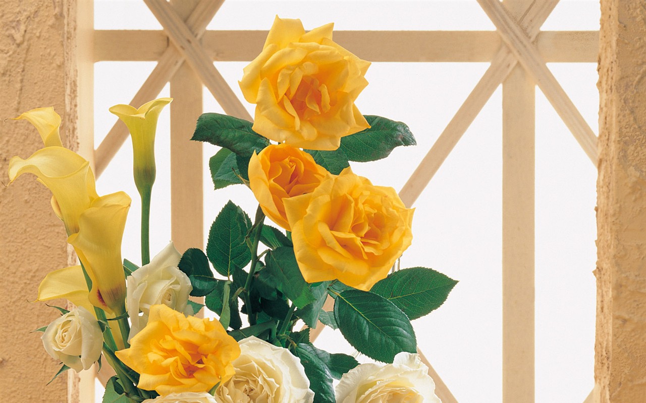 室內鮮花特輯(一) #20 - 1280x800