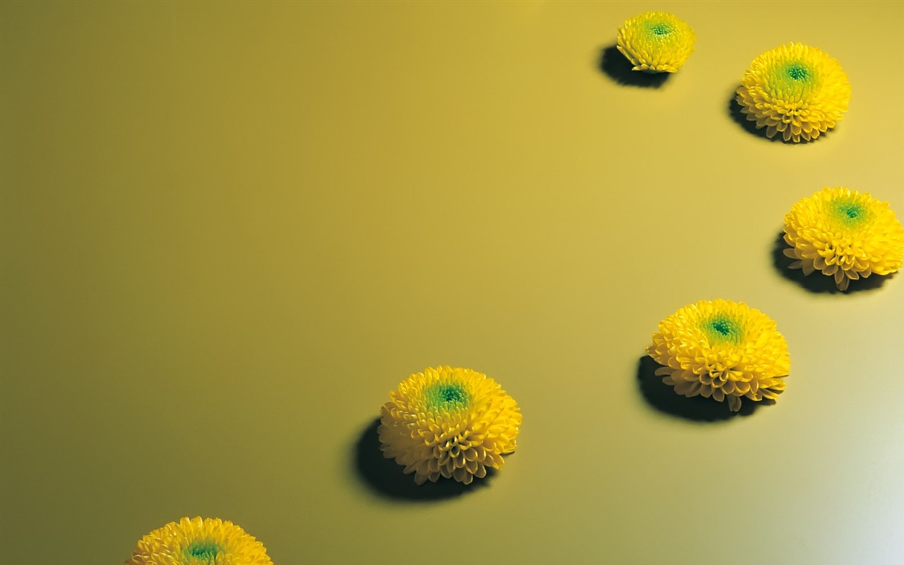 Indoor flower wallpaper (1) #21 - 1280x800