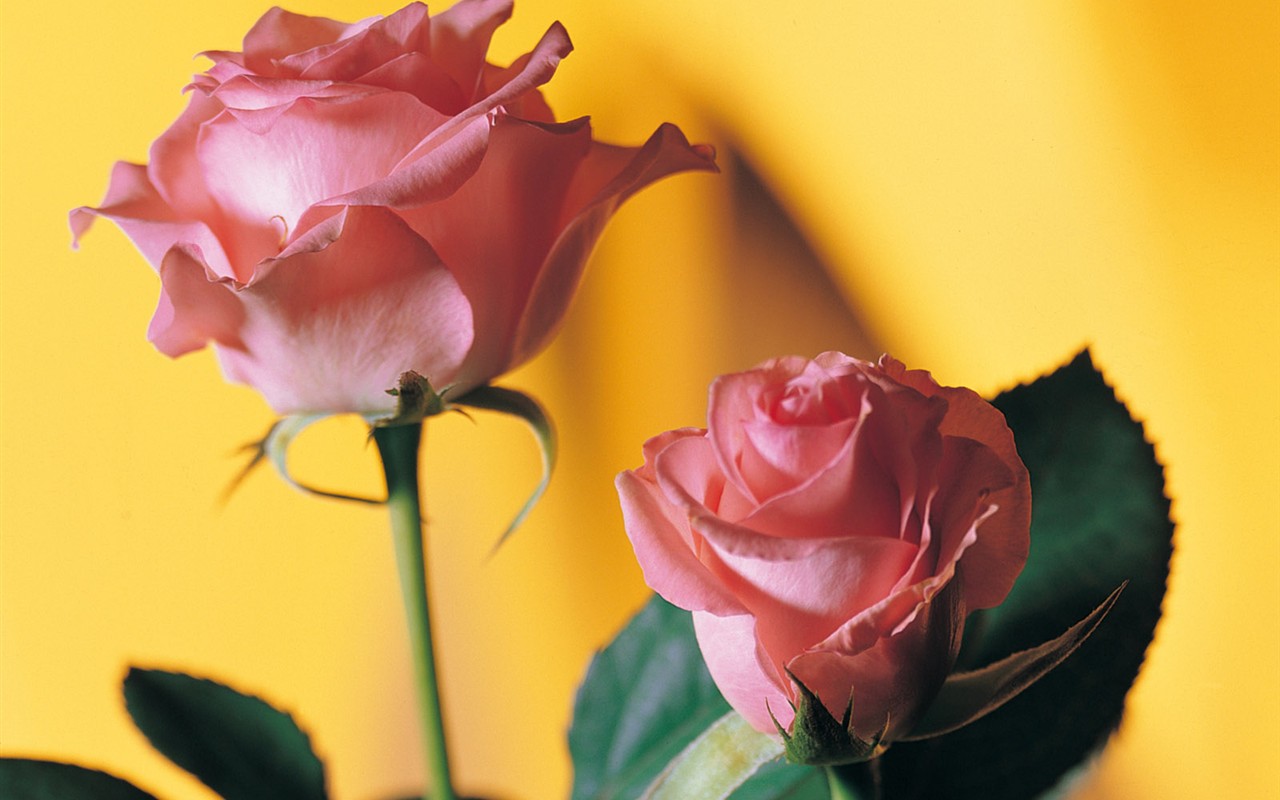 Indoor flower wallpaper (1) #22 - 1280x800