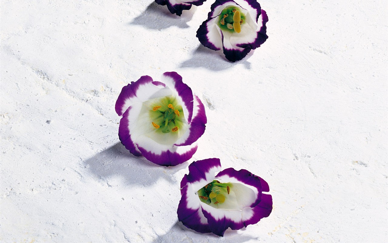 Indoor flower wallpaper (1) #24 - 1280x800