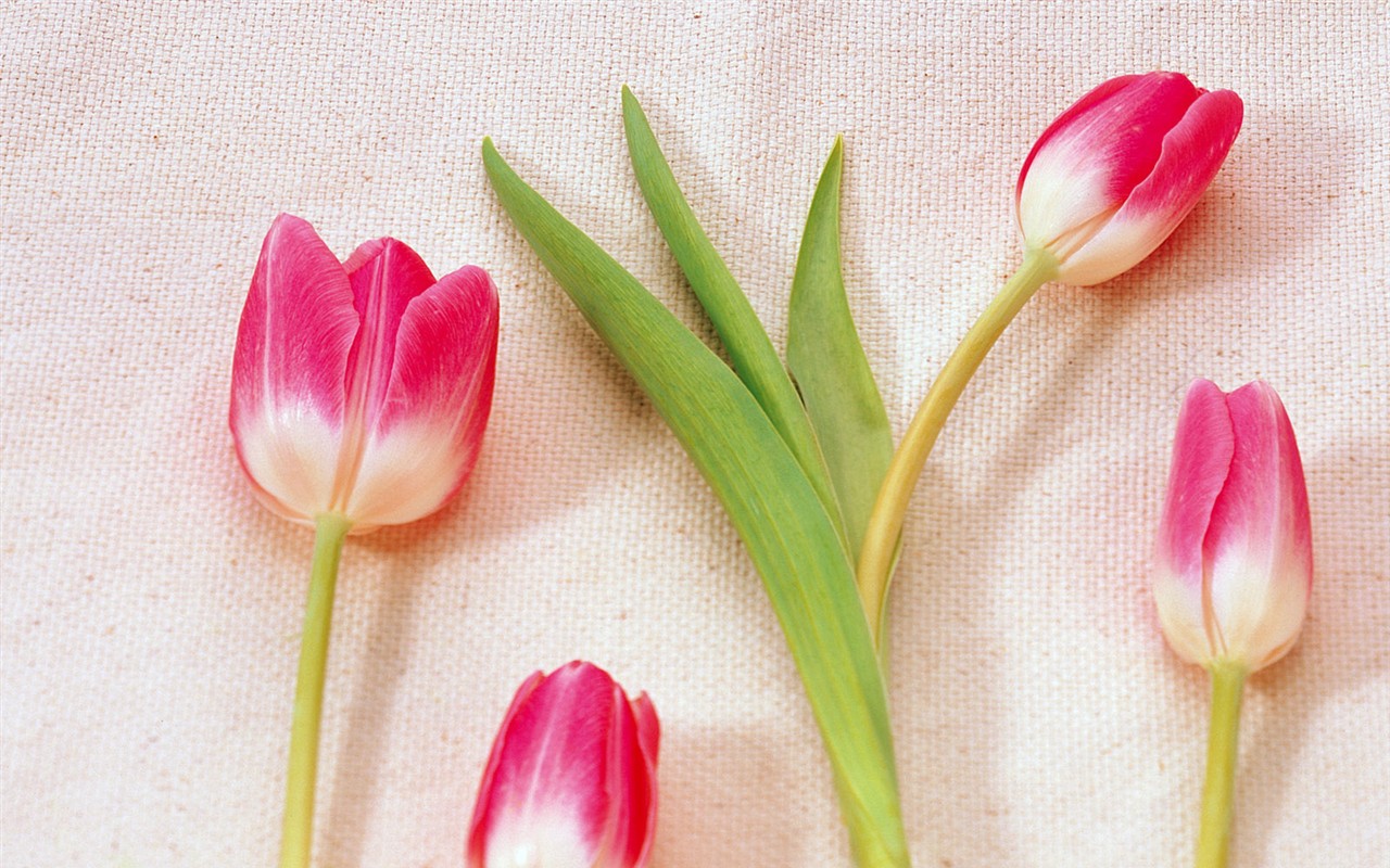 Fond d'écran de fleurs d'intérieur (1) #29 - 1280x800