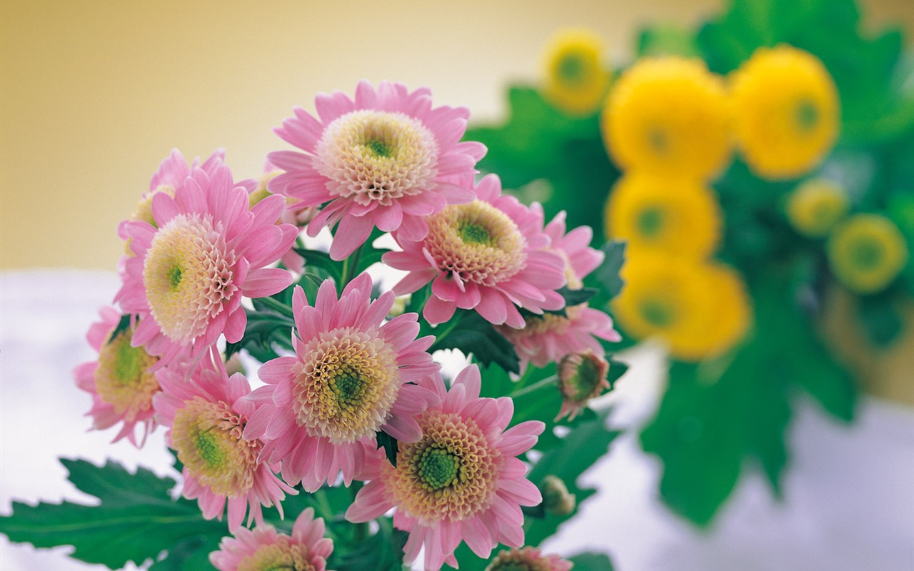 Indoor flower wallpaper (1) #31 - 1280x800