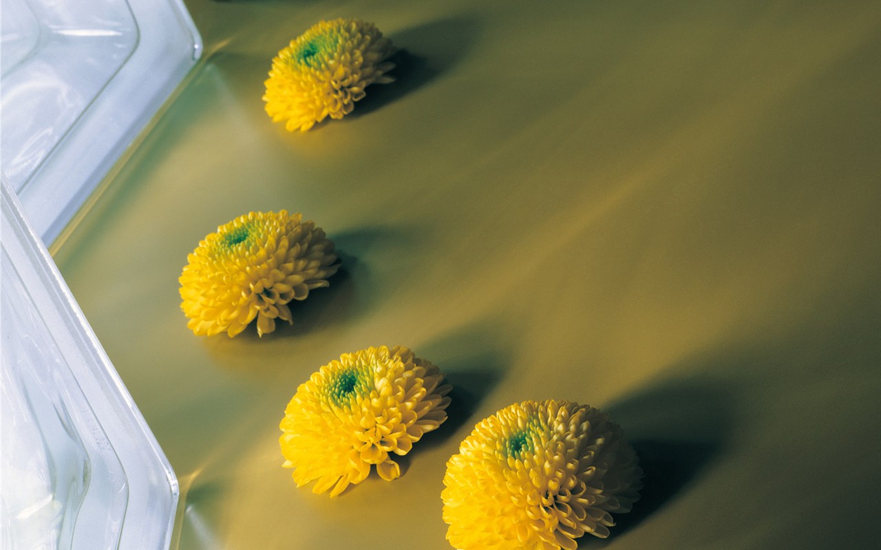 Indoor flower wallpaper (1) #32 - 1280x800