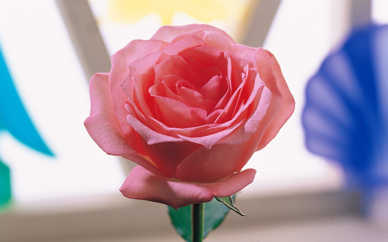 Indoor flower wallpaper (1) #36 - 1280x800