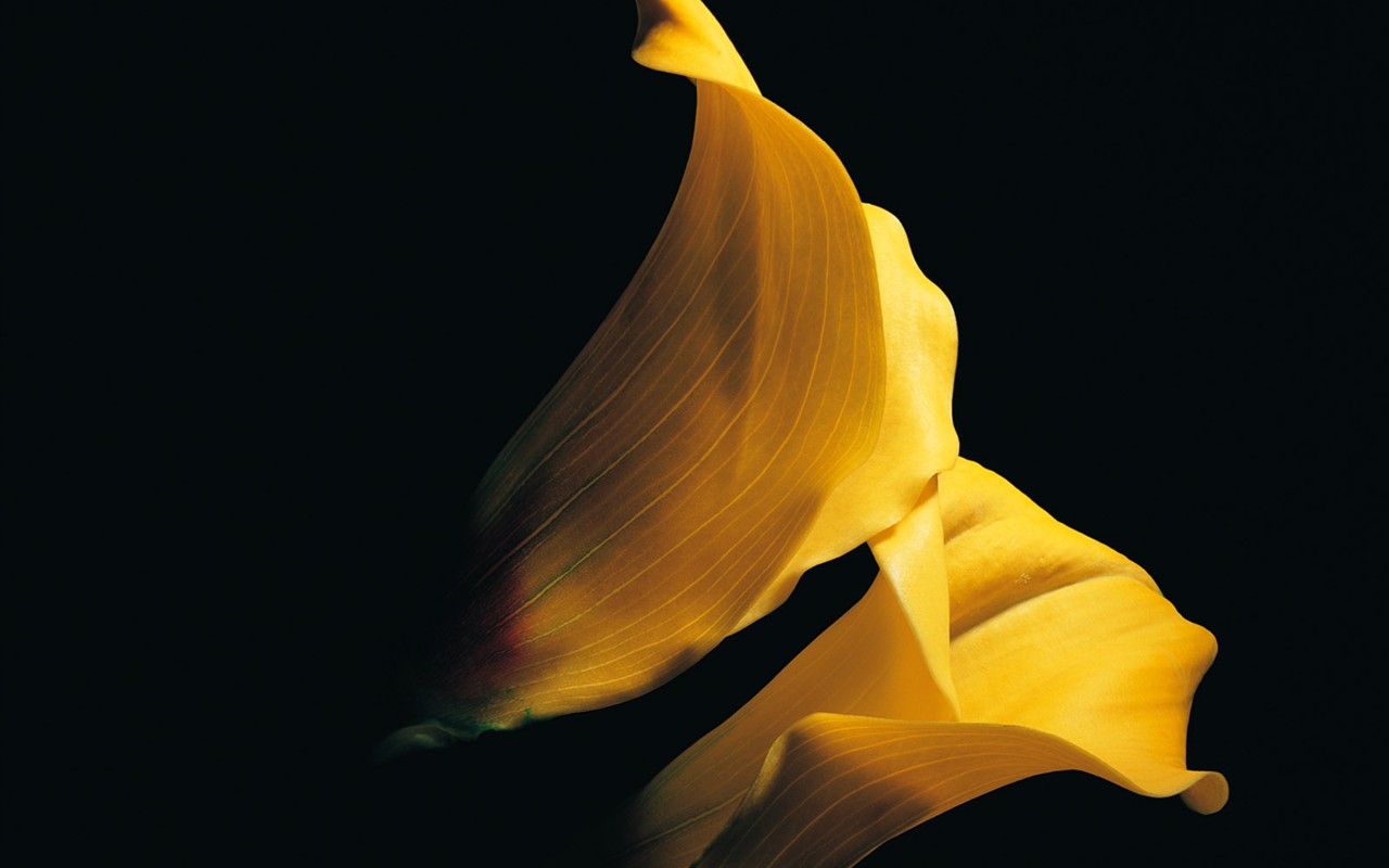 室內鮮花特輯(一) #38 - 1280x800