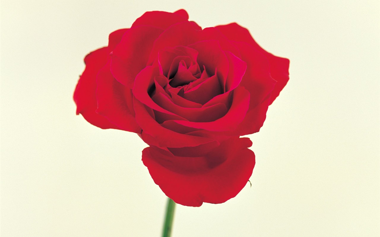 Indoor flower wallpaper (1) #40 - 1280x800