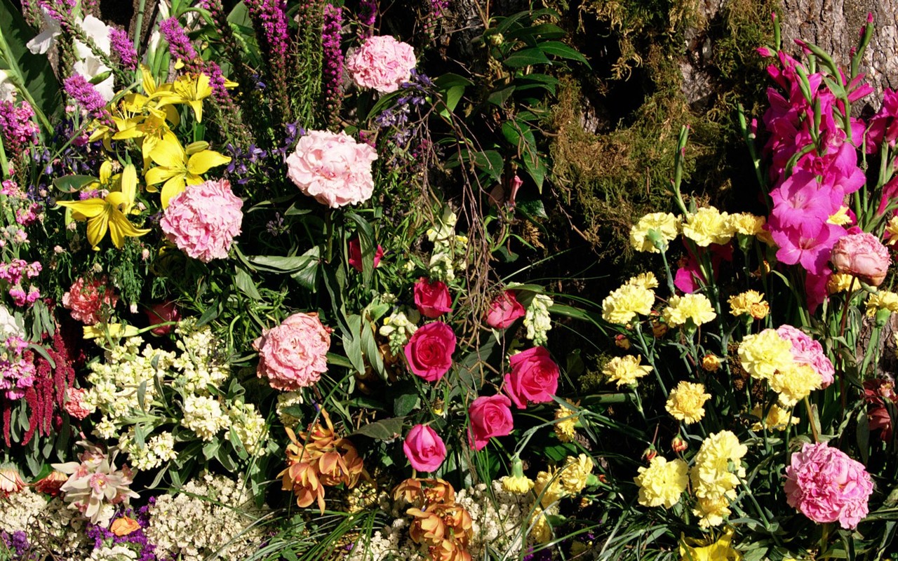 室內鮮花特輯(二) #29 - 1280x800