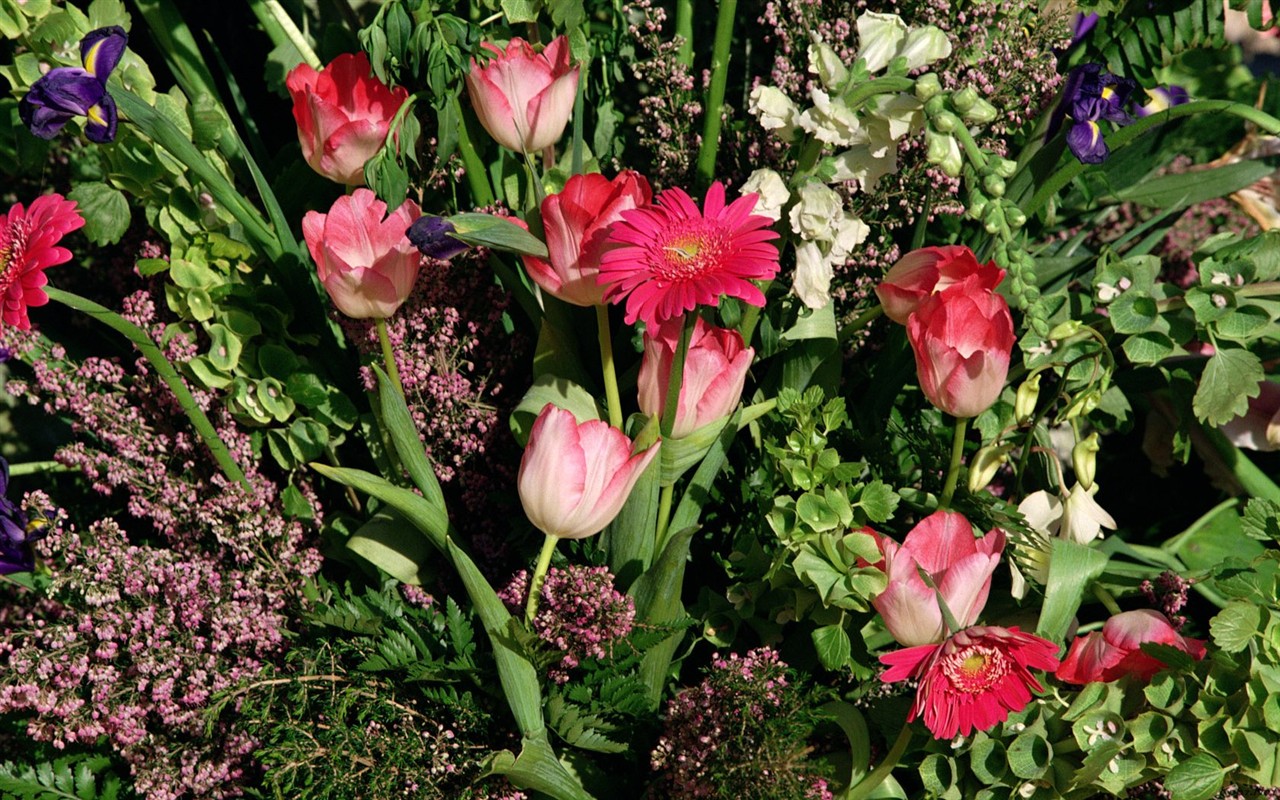 Fond d'écran de fleurs d'intérieur (2) #36 - 1280x800