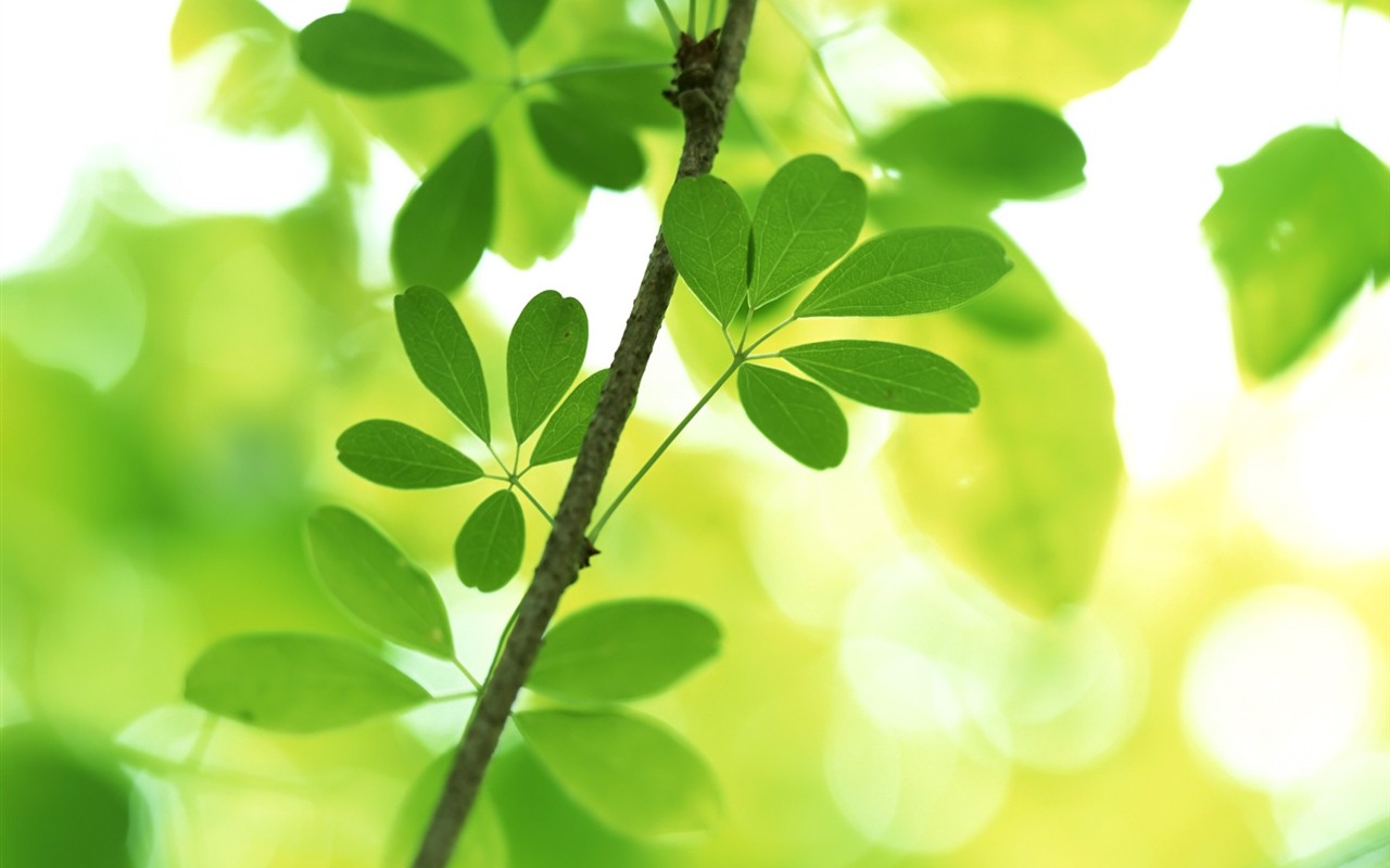 Vista Plant wallpaper (6) #18 - 1280x800