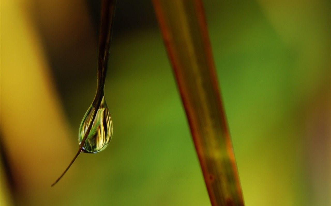  Vistaの植物の壁紙(6) #23 - 1280x800