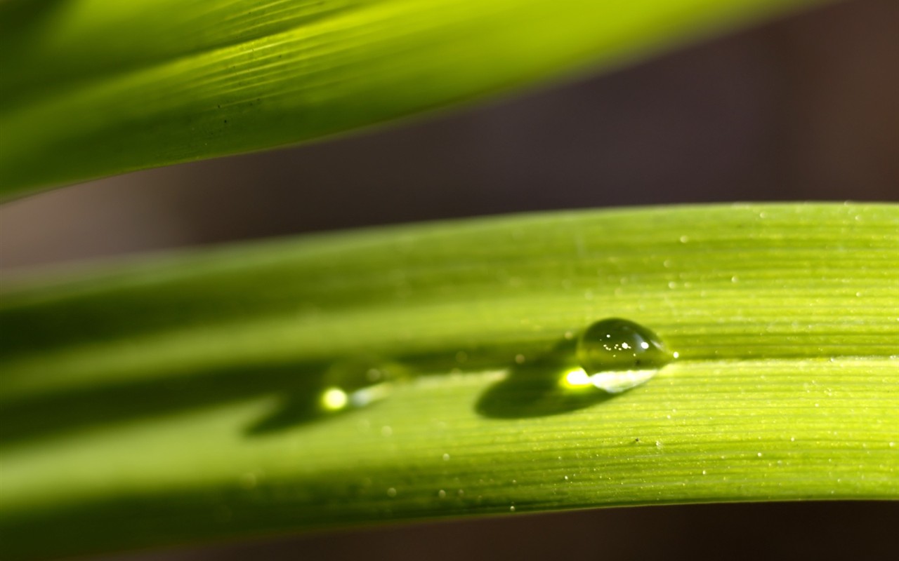  Vistaの植物の壁紙(6) #29 - 1280x800