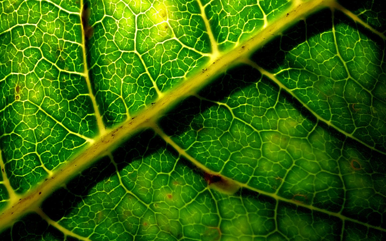 Vista Wallpaper plantes (6) #31 - 1280x800