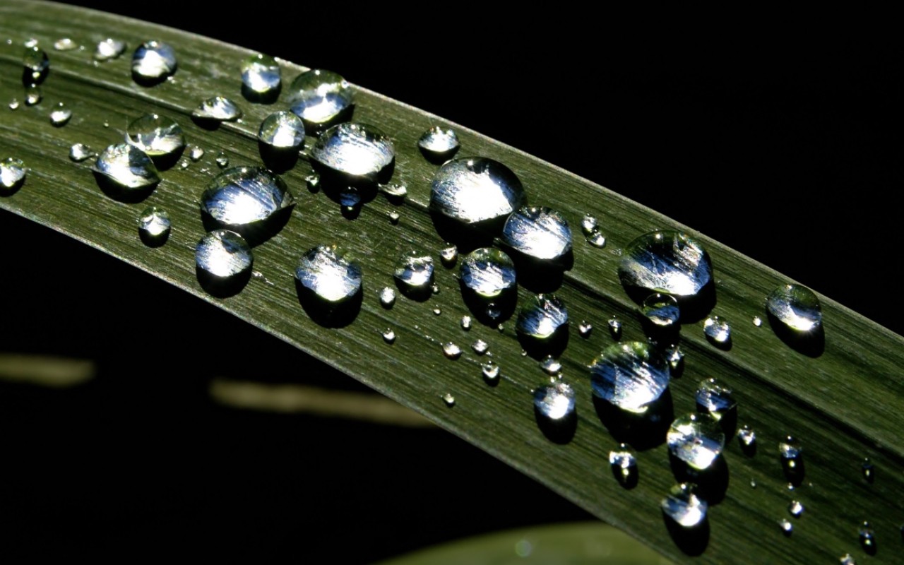  Vistaの植物の壁紙(6) #33 - 1280x800