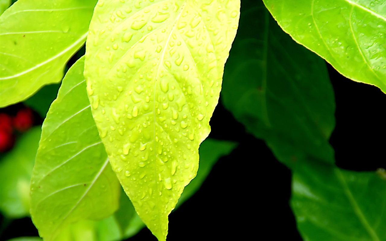  Vistaの植物の壁紙(6) #34 - 1280x800