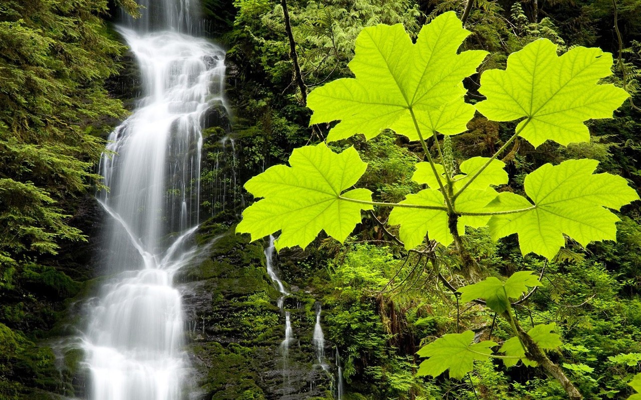 Falls Lesní HD Wallpaper #8 - 1280x800