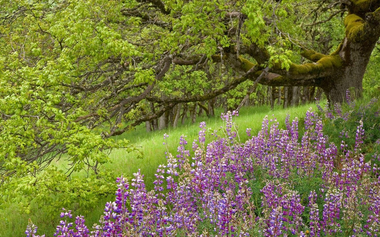 Falls Lesní HD Wallpaper #10 - 1280x800