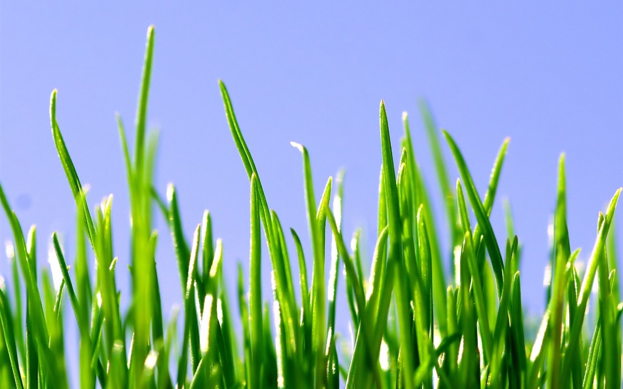 Vista 植物壁紙(五) #3 - 1280x800