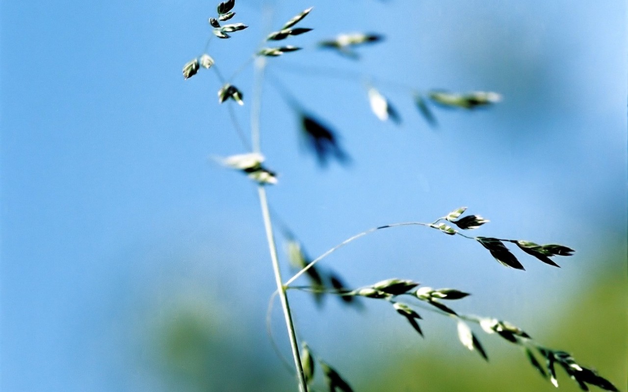 Vista Plant wallpaper (5) #6 - 1280x800