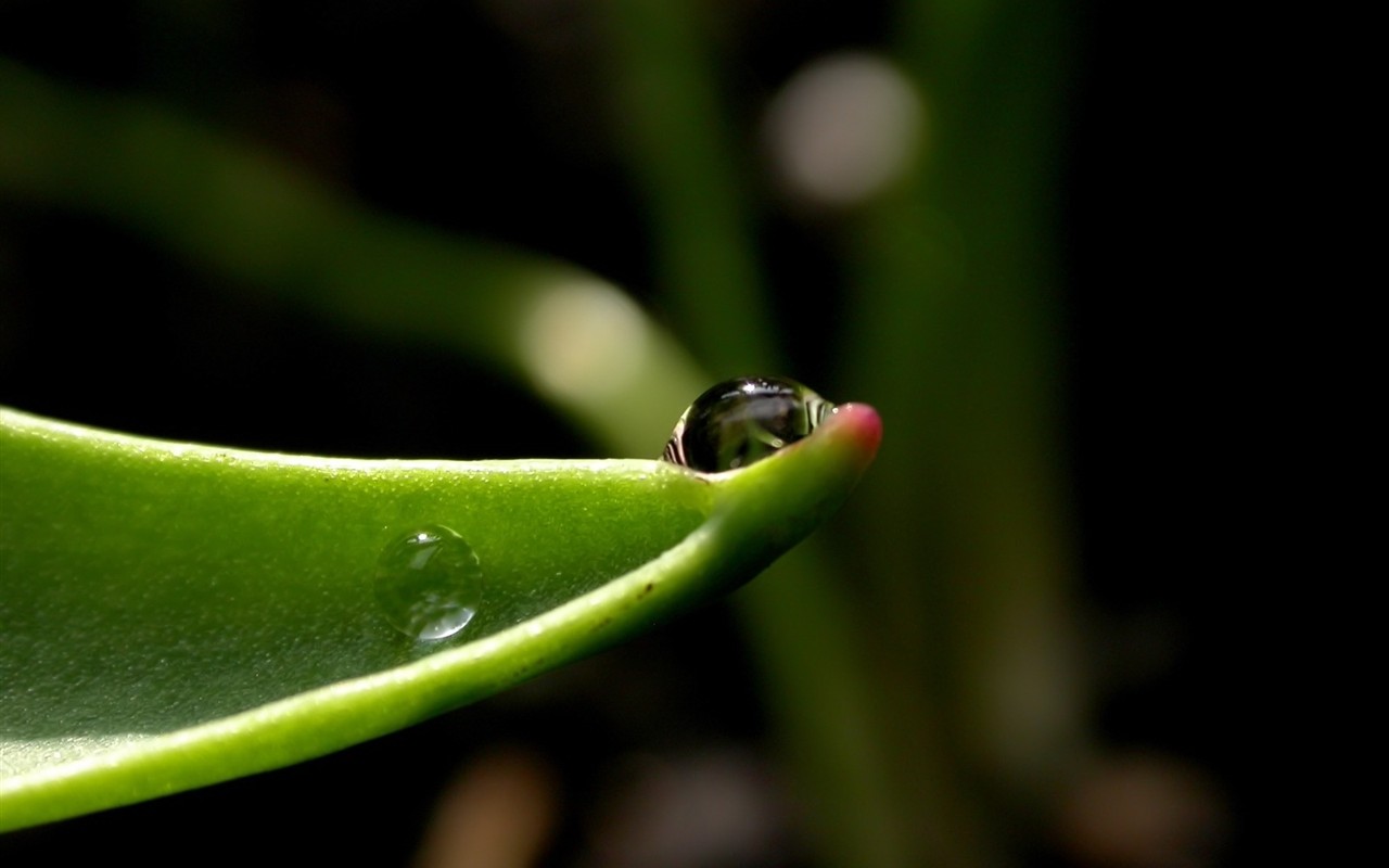 Vista 植物壁紙(五) #15 - 1280x800