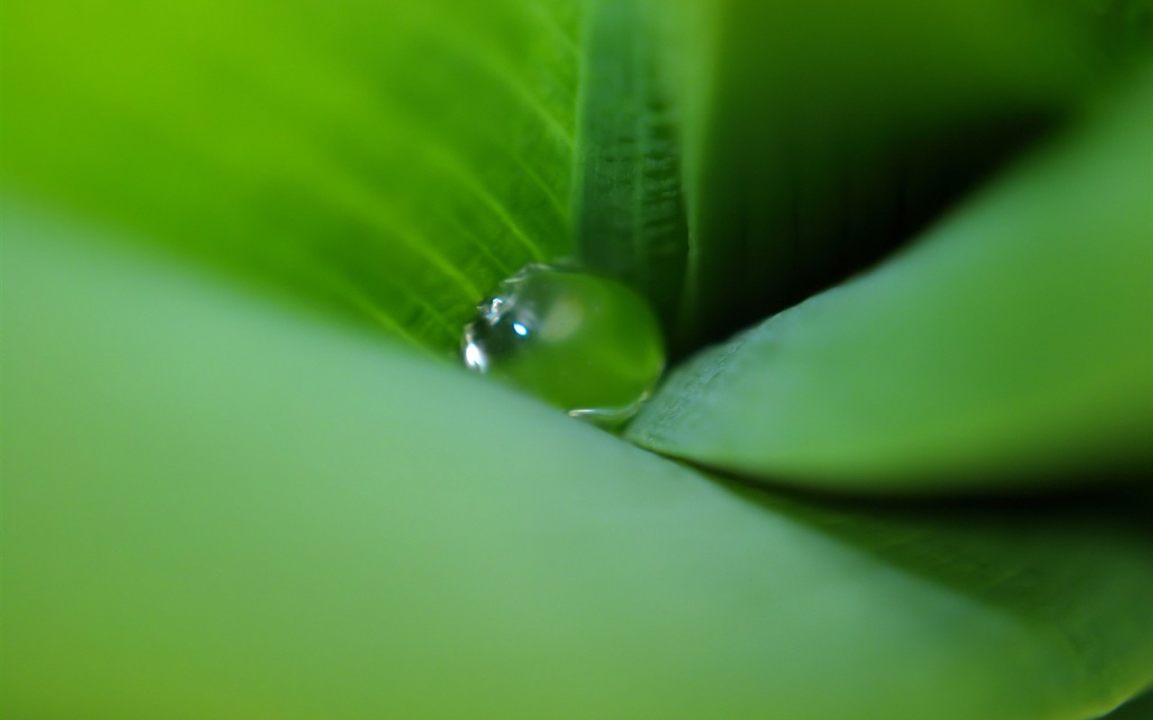 Vista 植物壁紙(五) #16 - 1280x800