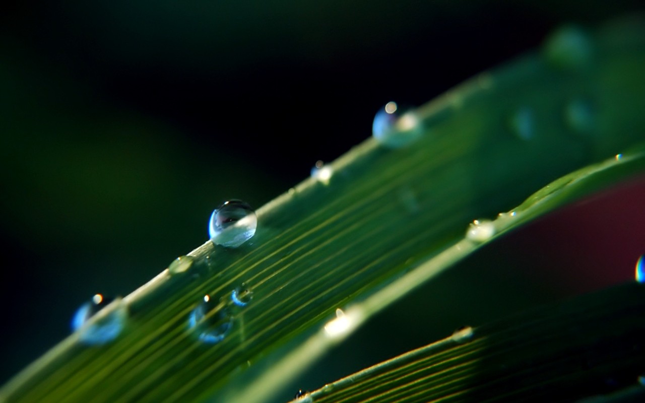 Vista 植物壁紙(五) #17 - 1280x800