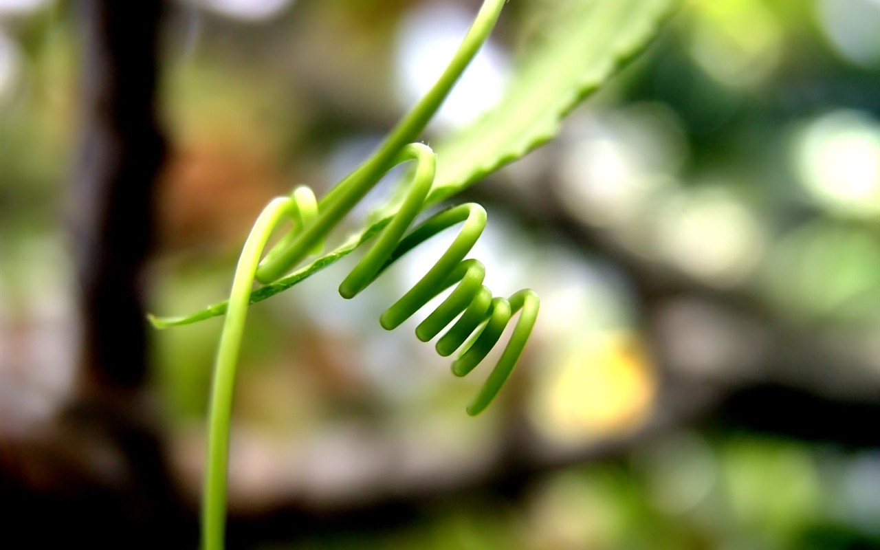 Vista 植物壁紙(五) #19 - 1280x800