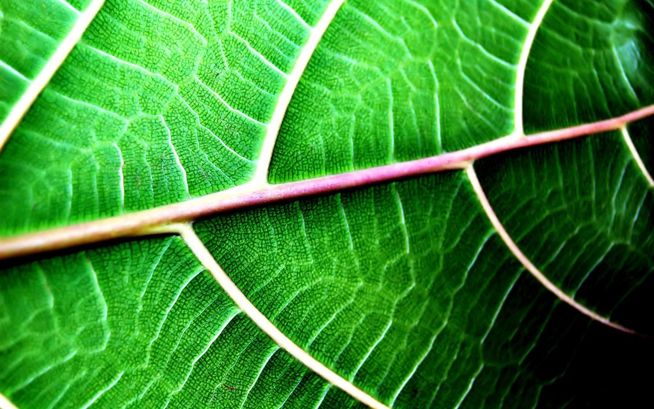 Vista Plant wallpaper (5) #22 - 1280x800