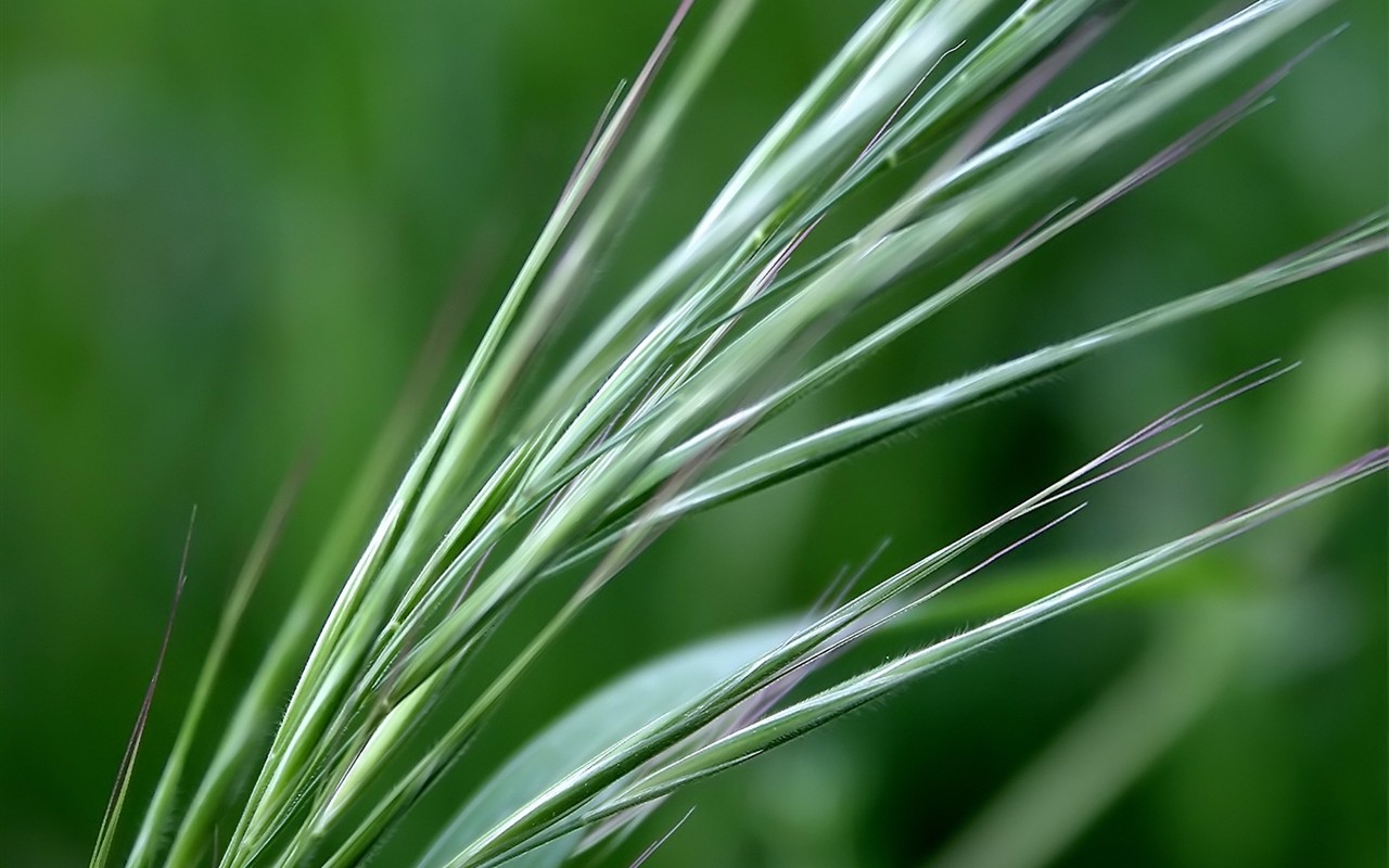 Vista 植物壁紙(五) #23 - 1280x800