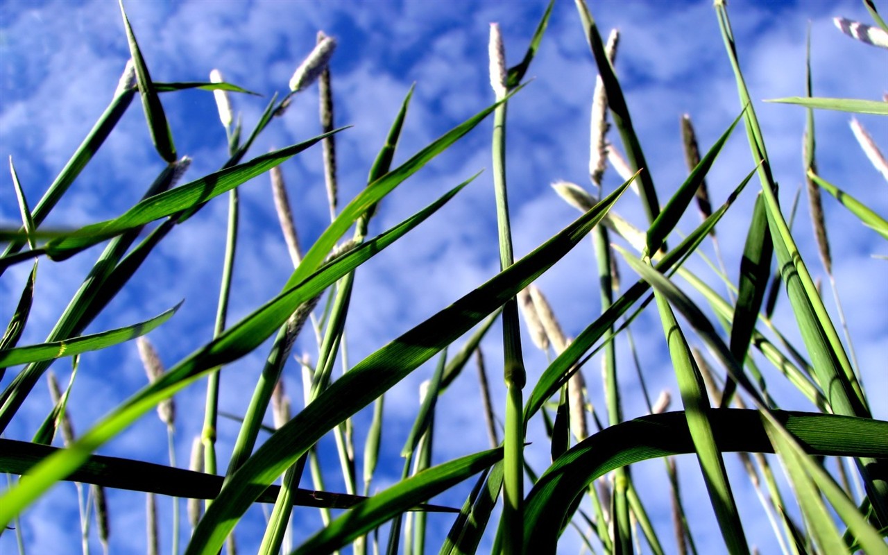 Vista 植物壁紙(五) #25 - 1280x800