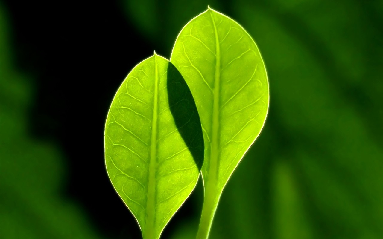 Vista 植物壁紙(五) #28 - 1280x800