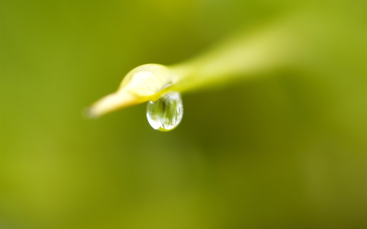Vista 植物壁紙(五) #38 - 1280x800